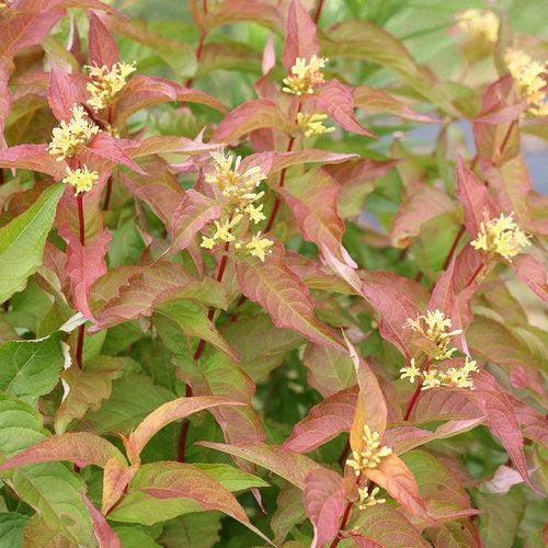 Honeysuckle, Kodiak® Orange Honeysuckle