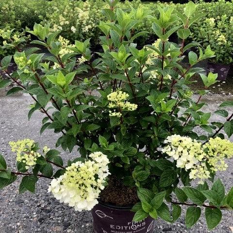 Hydrangea, First Editions® Strawberry Sundae® Paniculata Hydrangea