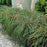 Arborvitae, Whipcord Western Red Cedar
