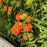 Milkweed, Butterfly Weed