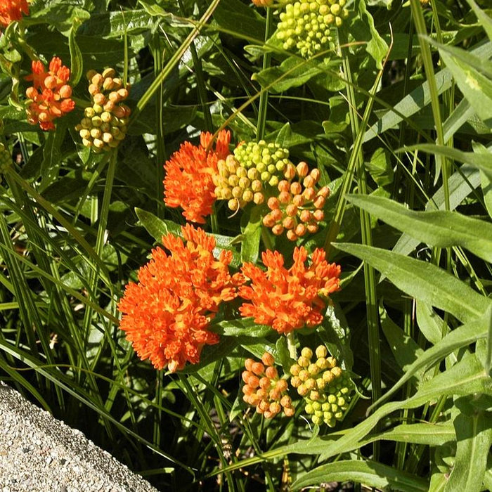 Milkweed, Butterfly Weed