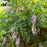 Wisteria, First Editions® Summer Cascade™ Wisteria