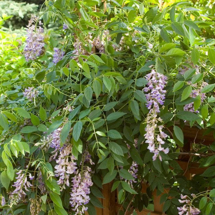 Wisteria, First Editions® Summer Cascade™ Wisteria