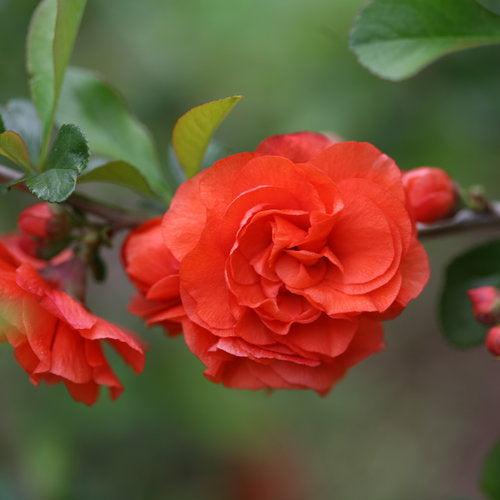 Flowering Quince, PW® Double Take™ Orange Flowering Quince
