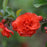 Flowering Quince, PW® Double Take™ Orange Flowering Quince