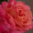 Rose, Tropicana Hybrid Tea Rose