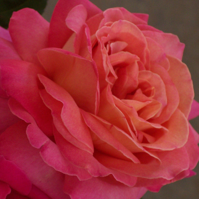 Rose, Tropicana Hybrid Tea Rose