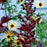Penstemon 'Dark Towers'  - Dark Towers Beardtongue