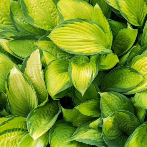 Hosta, Stained Glass Hosta