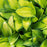 Hosta, Stained Glass Hosta