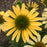 Coneflower, Mellow Yellows Echinacea