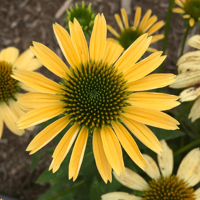 Coneflower, Mellow Yellows Echinacea