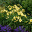 Daylily, Rainbow Rhythm® Going Bananas Daylily