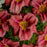 Daylily, Rosy Returns Daylily