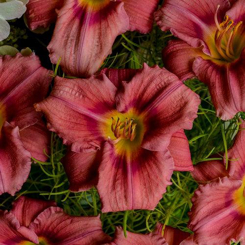 Daylily, Rosy Returns Daylily