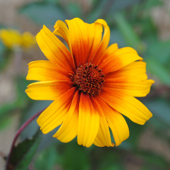 False Sunflower, Burning Hearts False Sunflower