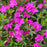 Phlox, Woodlander Pink Phlox