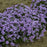 Phlox, Eye Candy Creeping Phlox