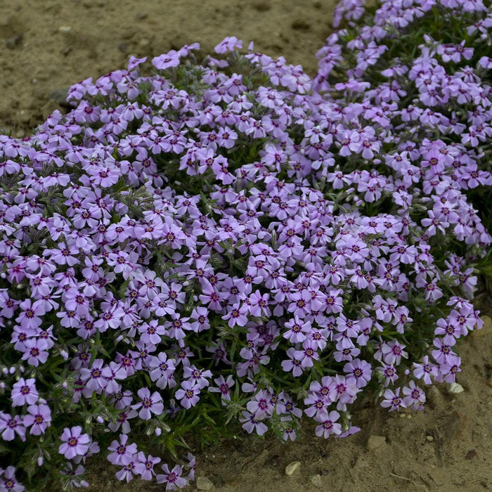 Phlox, Eye Candy Creeping Phlox