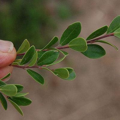 Bearberry, Massachusetts Bearberry