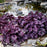 Coral Bells, Northern Exposure™ Purple Heuchera