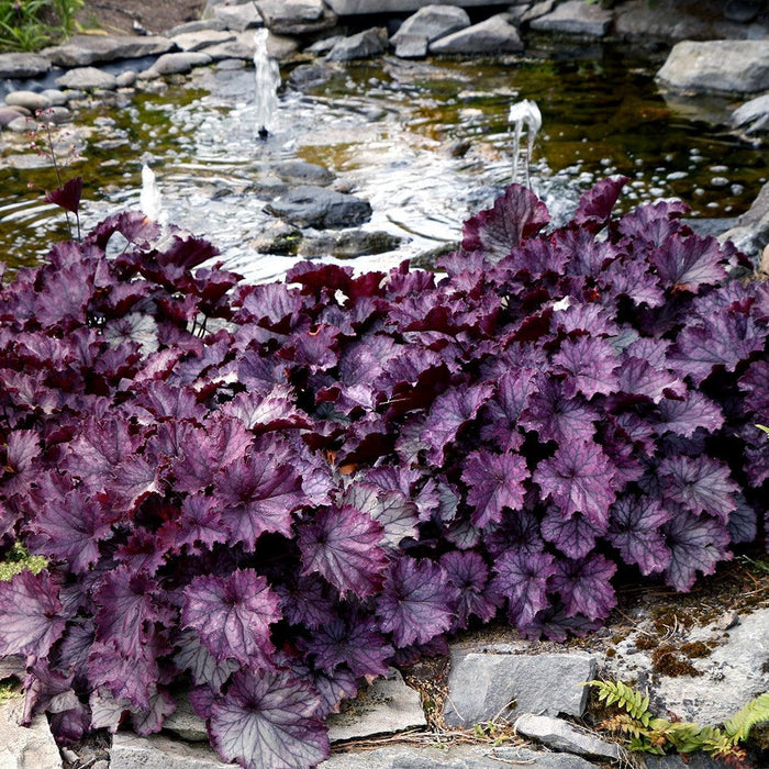 Coral Bells, Northern Exposure™ Purple Heuchera