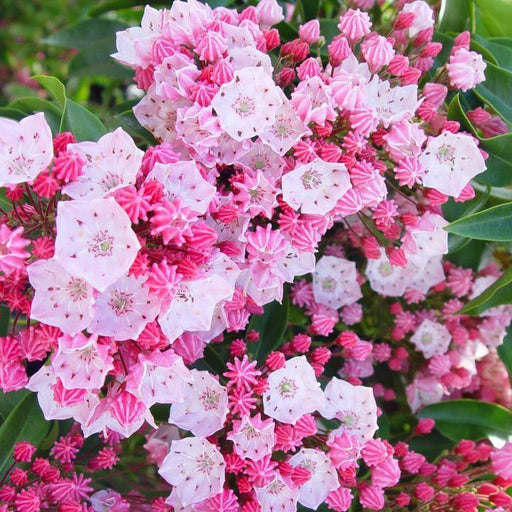 Mountain Laurel, Nathan Hale Mountain Laurel