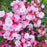 Mountain Laurel, Nathan Hale Mountain Laurel