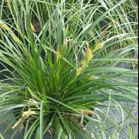 Sedge, Creek Sedge