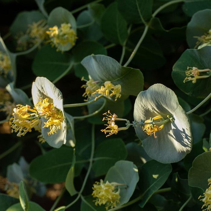 Honeysuckle, Kintzley's Ghost® Honeysuckle