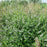 Mint, Wild Mint