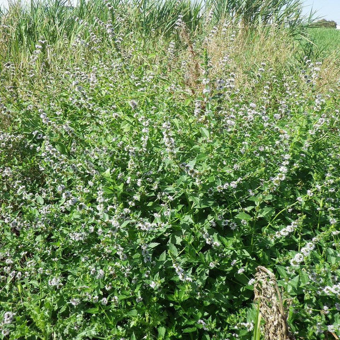 Mint, Wild Mint