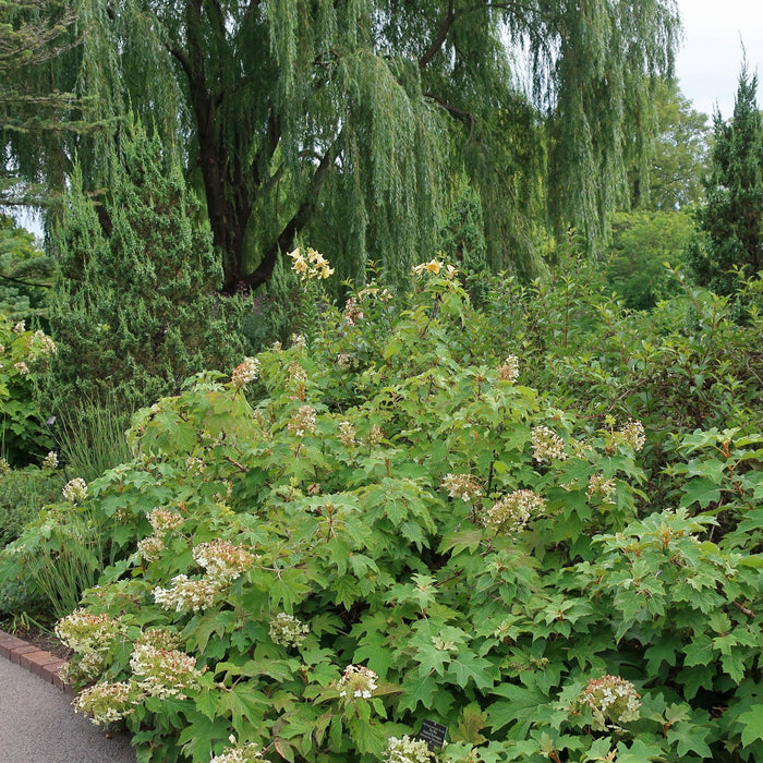 Hydrangea, Alice Oakleaf Hydrangea