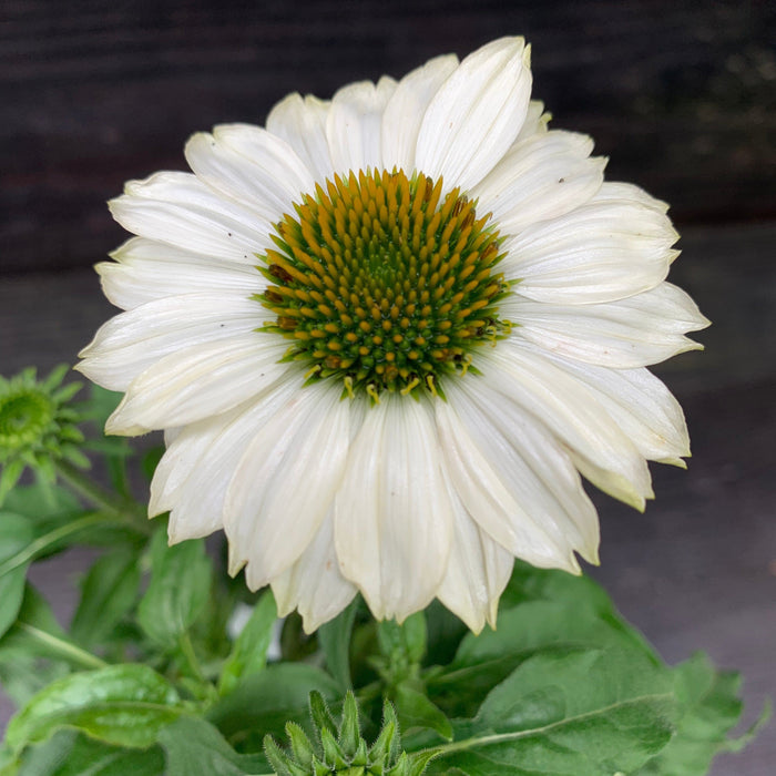 Coneflower, PowWow® White Echinacea