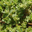 Sedum, Larinem Park Three-Leaved Stonecrop