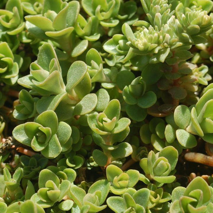 Sedum, Larinem Park Three-Leaved Stonecrop