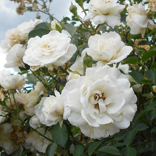 Rose, White Dawn Climbing Rose