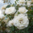 Rose, White Dawn Climbing Rose