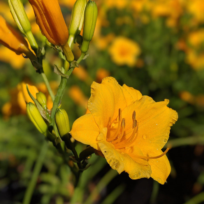 Daylily, Stella de Oro Daylily
