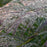Grass, Prairie Winds® Apache Rose Switch Grass