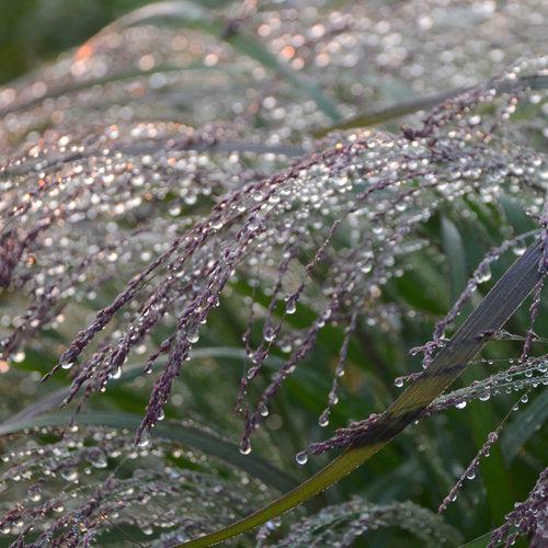 Grass, Prairie Winds® Apache Rose Switch Grass