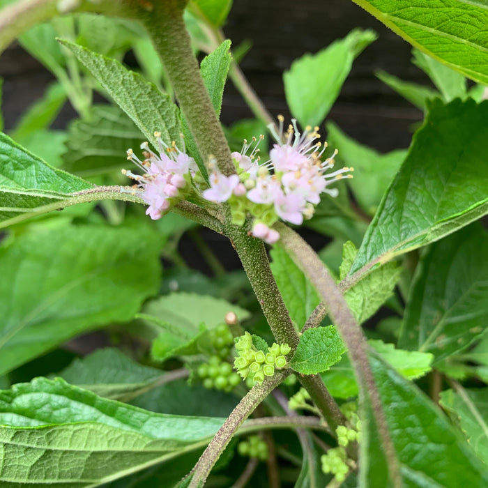 Beautyberry, American Beautyberry