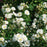 Rose, PW® Color Choice® Oso Easy Ice Bay® Rose