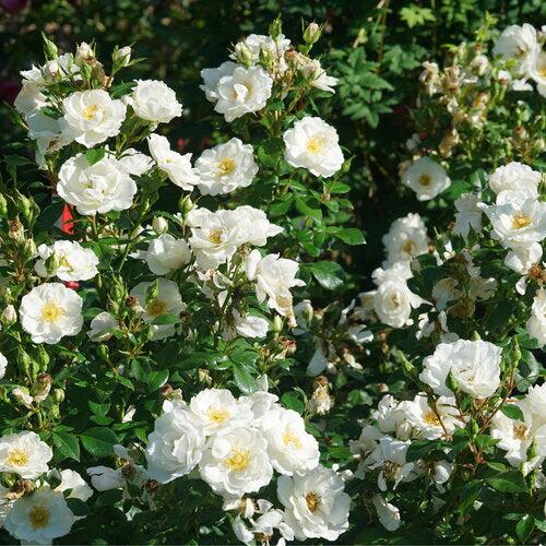 Rose, PW® Color Choice® Oso Easy Ice Bay® Rose