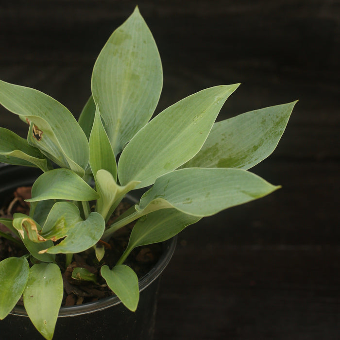 Hosta, Halcyon Hosta