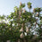 Lilac, Beauty Of Moscow Lilac