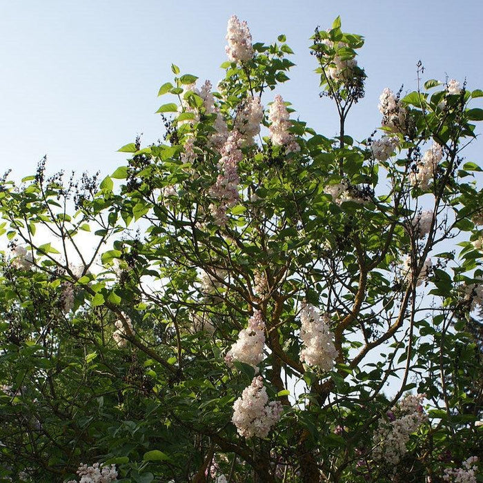 Lilac, Beauty Of Moscow Lilac
