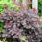Smokebush, Winecraft Black® Smokebush