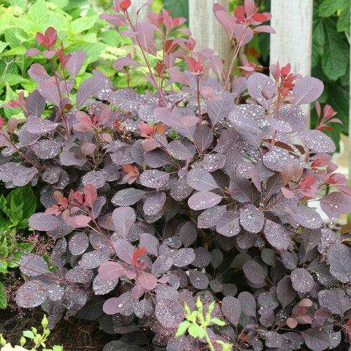 Smokebush, Winecraft Black® Smokebush