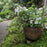 Hydrangea, Fairytrail Bride® Cascade Hydrangea